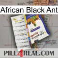 African Black Ant 11